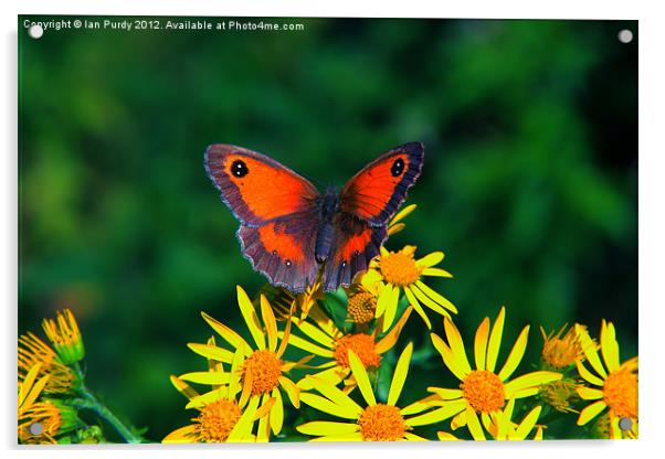 Summer butterfly Acrylic by Ian Purdy