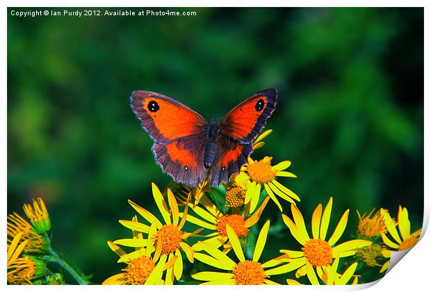 Summer butterfly Print by Ian Purdy