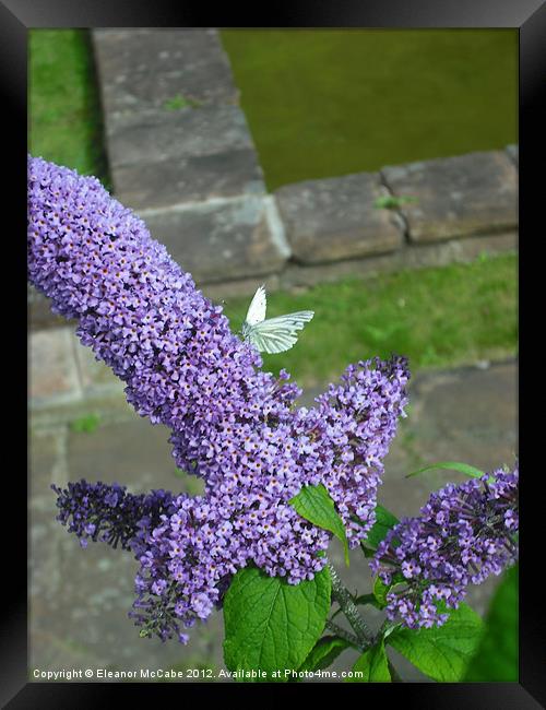 Ice White Framed Print by Eleanor McCabe