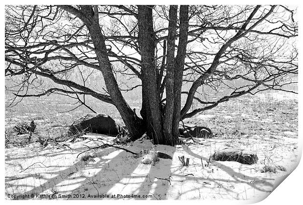 Tree in winter with shadow Print by Kathleen Smith (kbhsphoto)