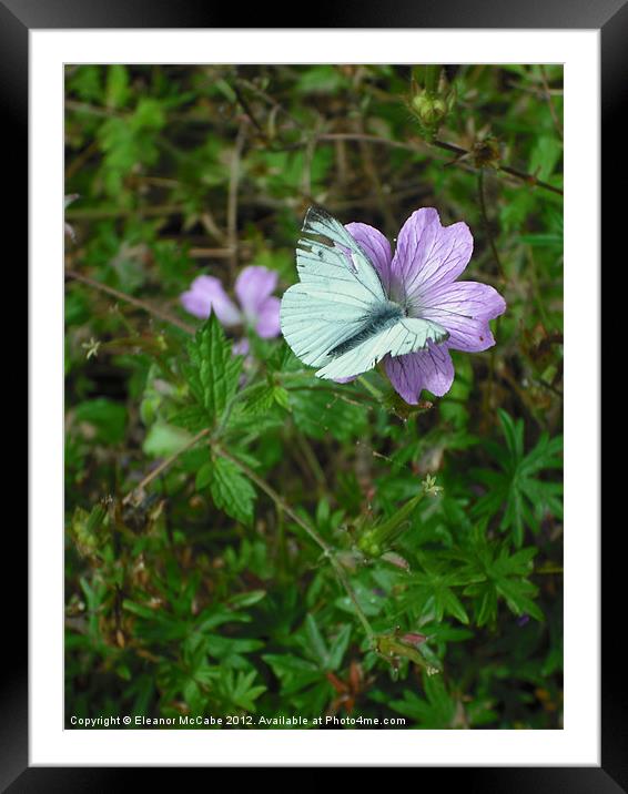 Delicate Summer! Framed Mounted Print by Eleanor McCabe