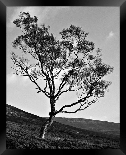 Lone Tree Framed Print by Mark Pritchard
