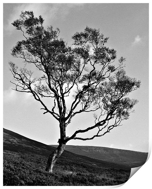 Lone Tree Print by Mark Pritchard