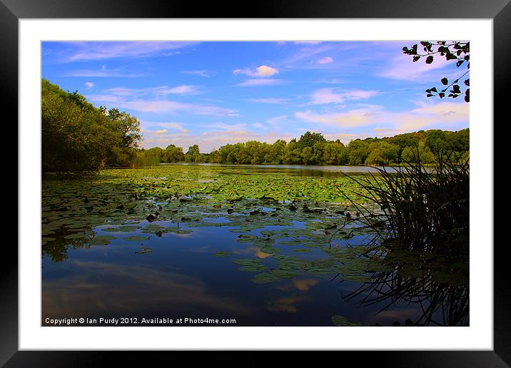 Lily pond Framed Mounted Print by Ian Purdy