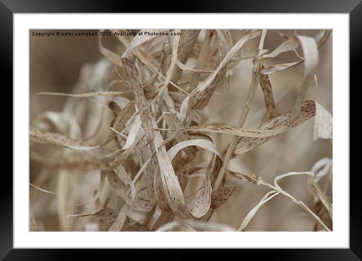 Tangled Life Framed Mounted Print by peter campbell