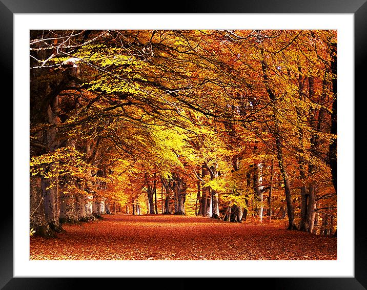 Autumn Walk Framed Mounted Print by Mark Pritchard