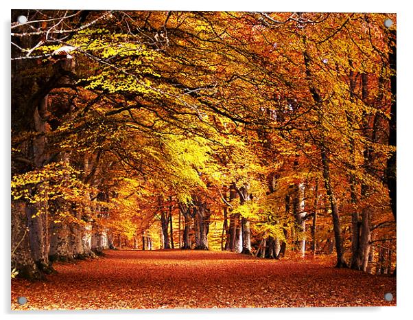 Autumn Walk Acrylic by Mark Pritchard