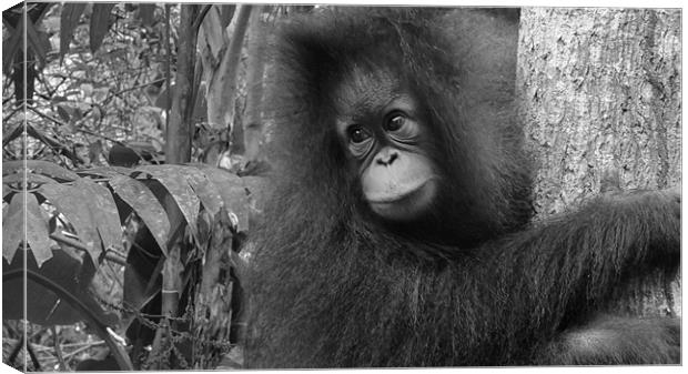 Orangutan in Borneo Canvas Print by Nicola Wood
