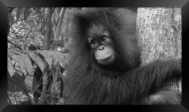 Orangutan in Borneo Framed Print by Nicola Wood