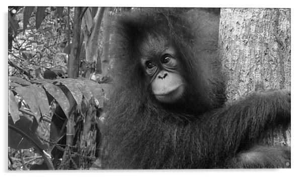 Orangutan in Borneo Acrylic by Nicola Wood