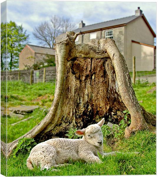 Sleepy lamb Canvas Print by philip clarke
