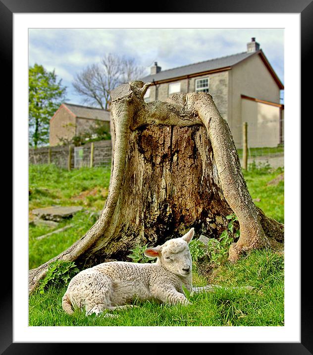 Sleepy lamb Framed Mounted Print by philip clarke