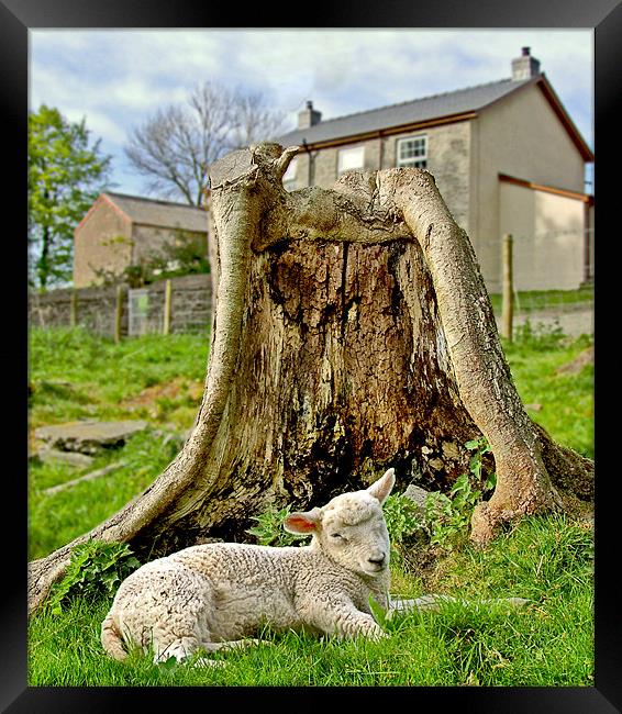 Sleepy lamb Framed Print by philip clarke