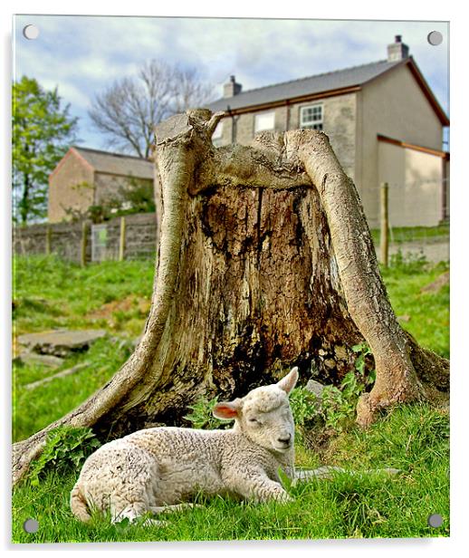 Sleepy lamb Acrylic by philip clarke
