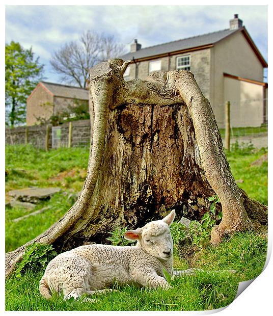 Sleepy lamb Print by philip clarke