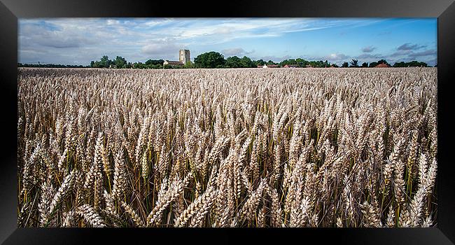 Field of wheat Framed Print by Stephen Mole