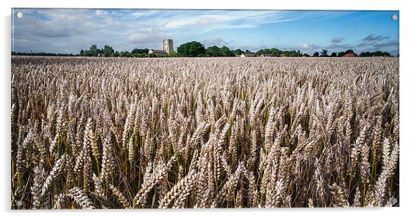Field of wheat Acrylic by Stephen Mole