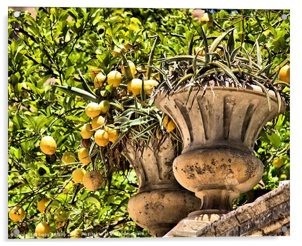 Sicillian Lemons Acrylic by Lucy Antony