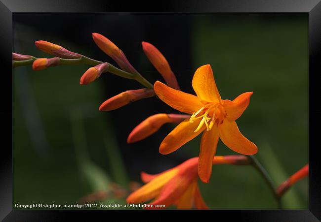 Crocosmia (Jackanapes) flower Framed Print by stephen clarridge