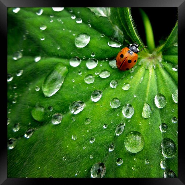 ladybird on a rainy day Framed Print by Heather Newton