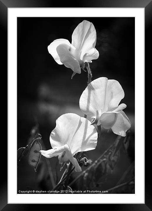 Black and white sweet peas Framed Mounted Print by stephen clarridge