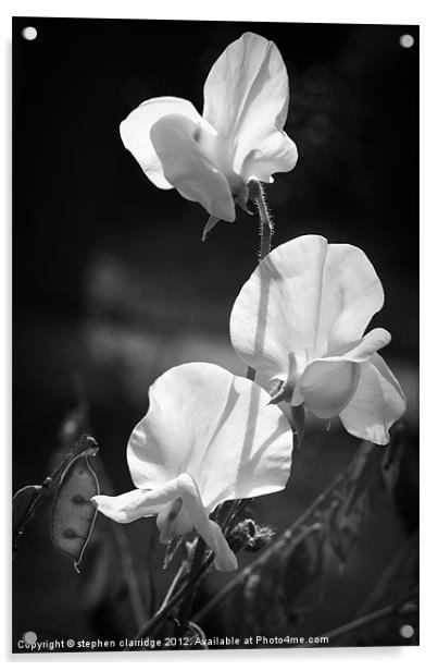 Black and white sweet peas Acrylic by stephen clarridge