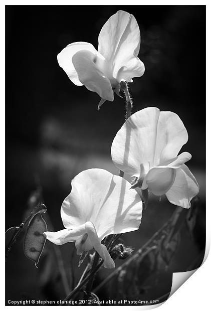Black and white sweet peas Print by stephen clarridge
