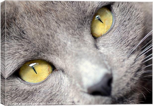 Look into my Eyes . . . Canvas Print by Serena Bowles