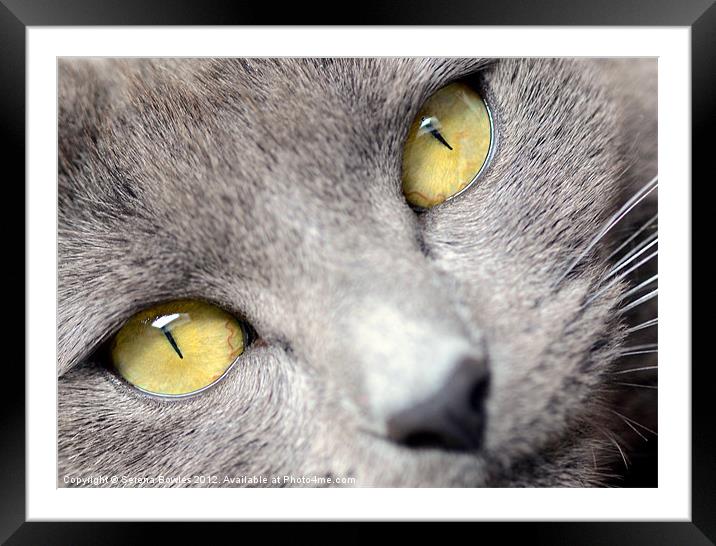 Look into my Eyes . . . Framed Mounted Print by Serena Bowles