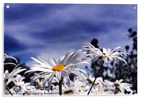 Oxeye daisy's deep blue sky Acrylic by stephen clarridge