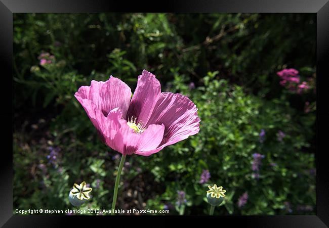 The purple poppy Framed Print by stephen clarridge