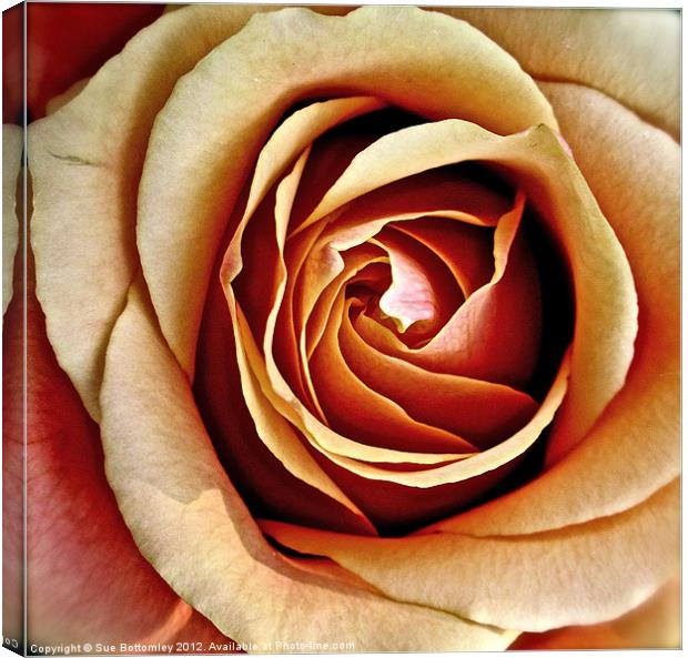 Heart of the rose Canvas Print by Sue Bottomley