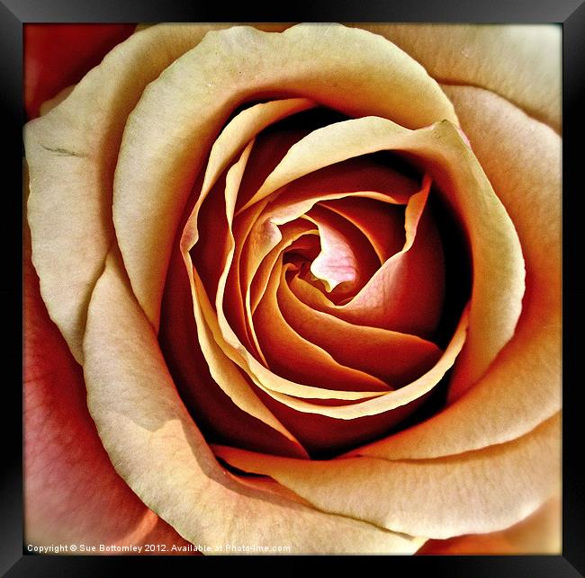 Heart of the rose Framed Print by Sue Bottomley