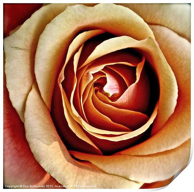 Heart of the rose Print by Sue Bottomley