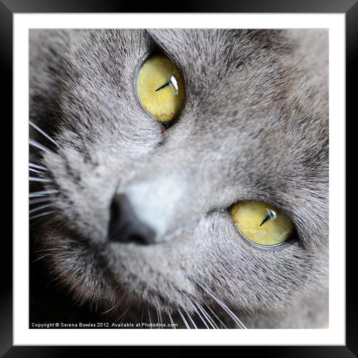 Look into my Eyes . . . Framed Mounted Print by Serena Bowles