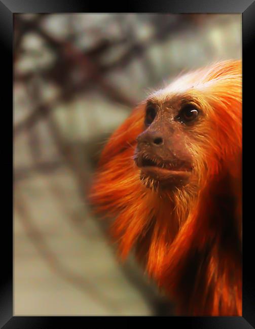 Thoughtful Golden Lion Tamarin Monkey. Framed Print by Kitty 