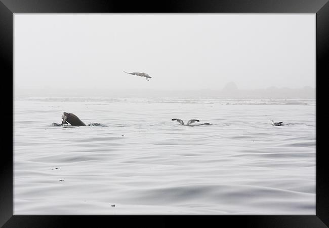 Race for the salmon Framed Print by Darryl Luscombe