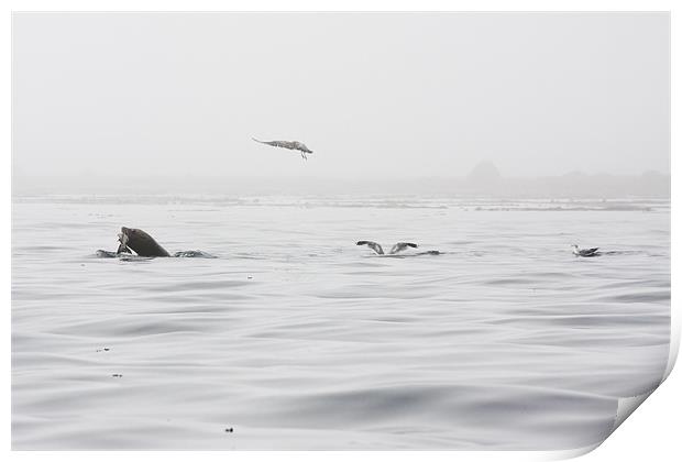 Race for the salmon Print by Darryl Luscombe