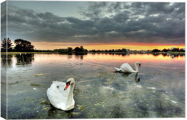 Swans at Sunset Canvas Print by Jennie Franklin