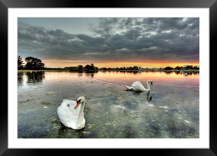 Swans at Sunset Framed Mounted Print by Jennie Franklin
