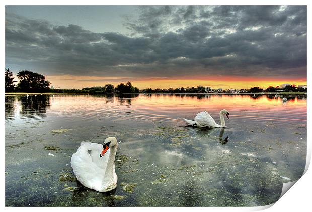 Swans at Sunset Print by Jennie Franklin