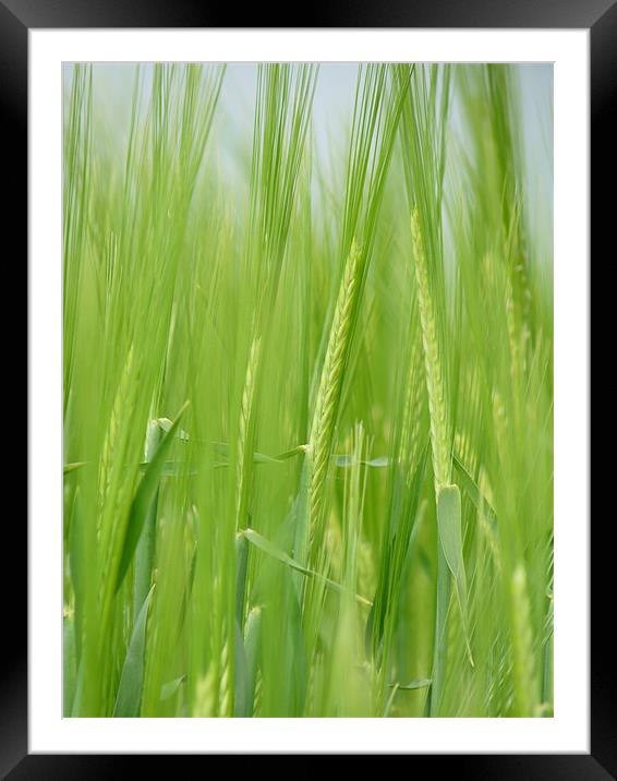 Sweet Young Barley Framed Mounted Print by Noreen Linale