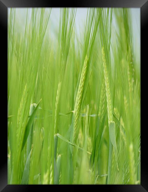 Sweet Young Barley Framed Print by Noreen Linale