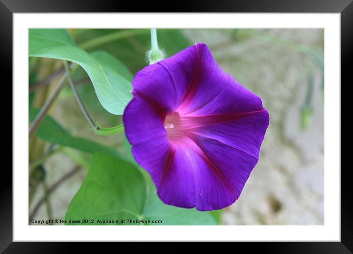 Purple Beauty Framed Mounted Print by Images of Devon