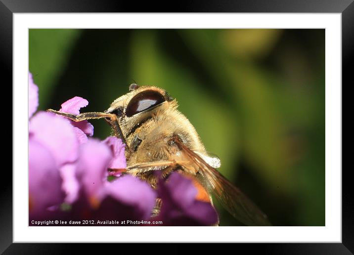 Busy Bee Framed Mounted Print by Images of Devon