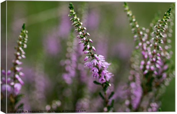 heather Canvas Print by Jo Beerens