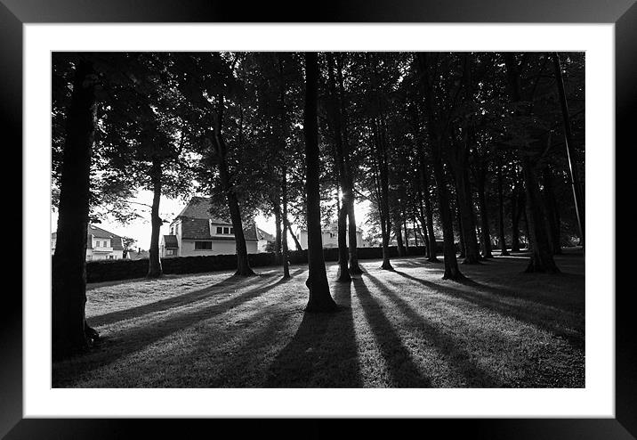 Tree Shadows Framed Mounted Print by Simon Rose