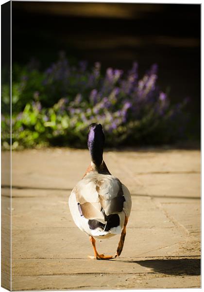 Waddling Duck Canvas Print by Dan Fisher