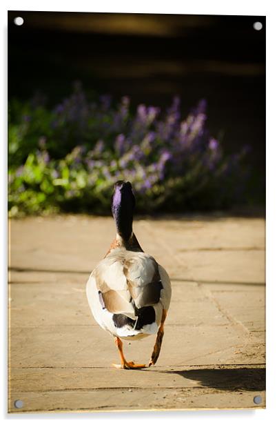 Waddling Duck Acrylic by Dan Fisher