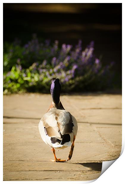 Waddling Duck Print by Dan Fisher